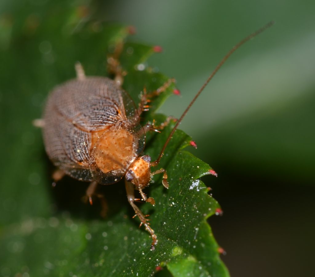 Blatta? - Ectobius sp.